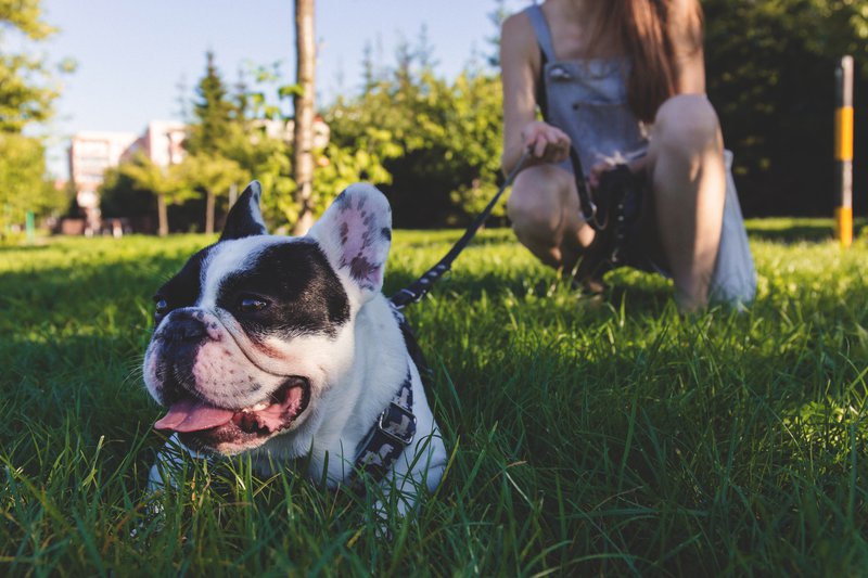 black-and-white-french-bulldog-lying-on-green-grass-171297.jpg